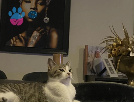 Eva’ya kısır eş