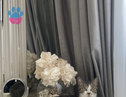 Eva’ya kısır eş