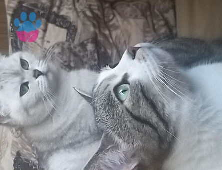 Eva’ya kısır eş