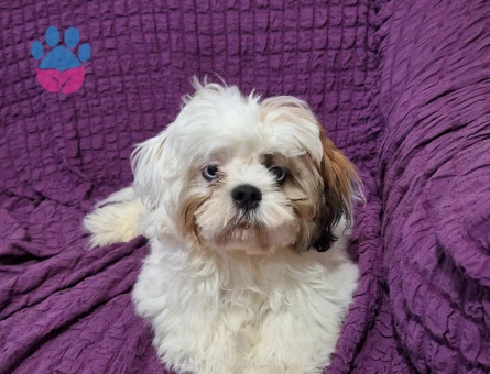 Renkli gözlü 1.sınıf shıhtzu