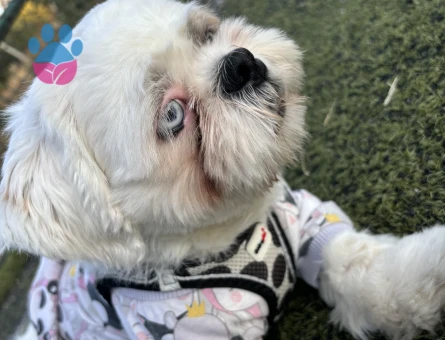 Renkli gözlü 1.sınıf shıhtzu