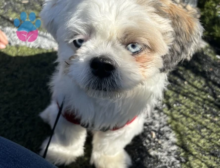 Renkli gözlü 1.sınıf shıhtzu