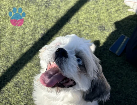 Renkli gözlü 1.sınıf shıhtzu