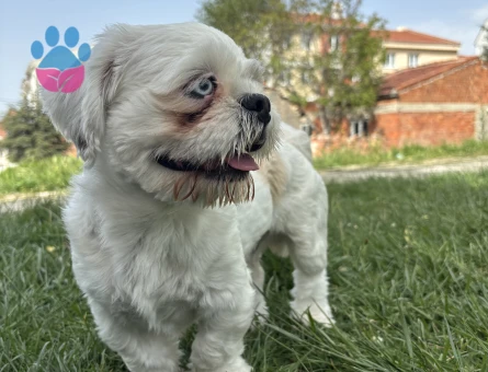 Renkli gözlü 1.sınıf shıhtzu