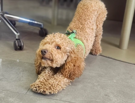 Toy poodle Köpeğime Eş Arıyorum 1 Yaşında - 118984683