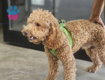 Toy poodle Köpeğime Eş Arıyorum 1 Yaşında