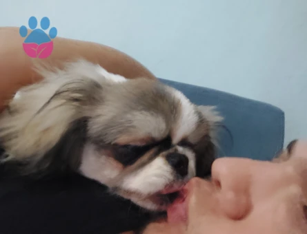 Pekinez Erkek Köpeğime Eş Arıyorum