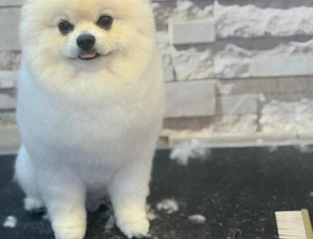 2 Yaşında Erkek Beyaz Pomeranian Boo Köpeğime Dişi Arıyorum - 118984690