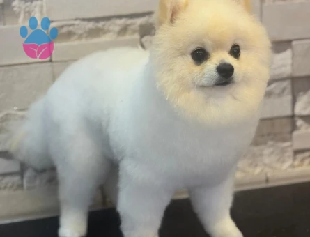 2 Yaşında Erkek Beyaz Pomeranian Boo Köpeğime Dişi Arıyorum
