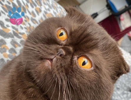 Scottish Fold Cinsi Oğluma Eş Arıyorum
