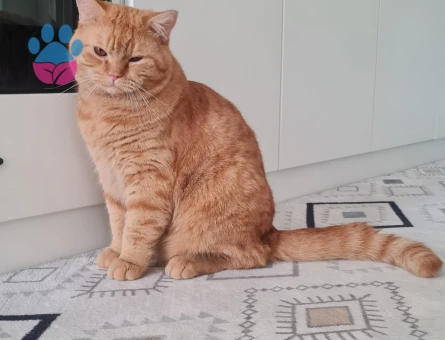 British Shorthair Kedimi Çiftleştirmek İstiyorum.