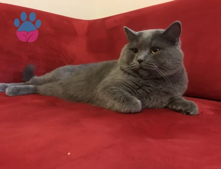 TOSUN PAŞA’YA PRENSESİNİ ARIYORUZ