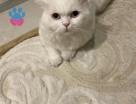 Pamuğuma misafir edilecek dişimizi arıyoruz