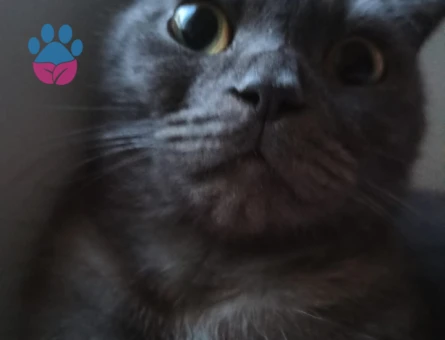 Scottish fold dişi kendime eş arıyorum