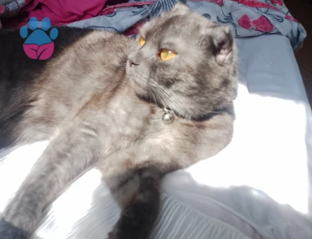 Scottish fold dişi kendime eş arıyorum