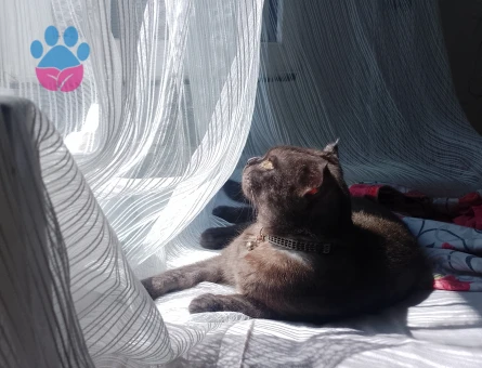 Scottish fold dişi kendime eş arıyorum