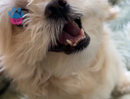 Kısa küt burun yakışıklı oğlumuza eş arıyoruz, ACİL