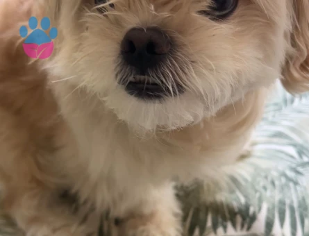 Kısa küt burun yakışıklı oğlumuza eş arıyoruz, ACİL