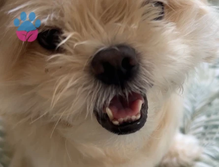 Kısa küt burun yakışıklı oğlumuza eş arıyoruz, ACİL