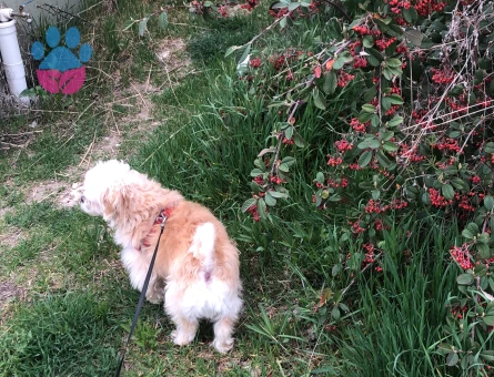 Kısa küt burun yakışıklı oğlumuza eş arıyoruz, ACİL