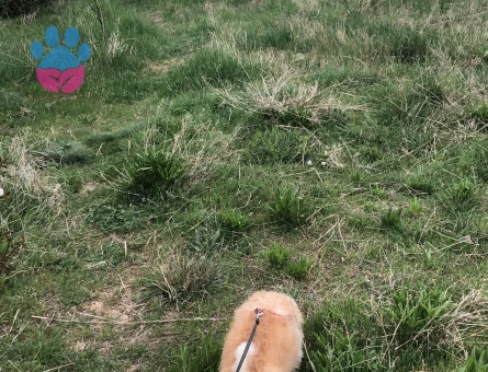 Kısa küt burun yakışıklı oğlumuza eş arıyoruz, ACİL