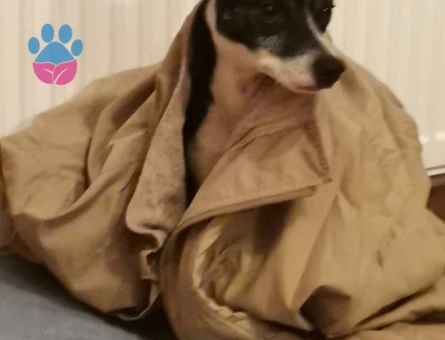 Jack Russell Oğlum için Eş aramaktayım.