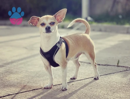 2,5 Yaşında Chihuahua