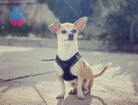 2,5 Yaşında Chihuahua