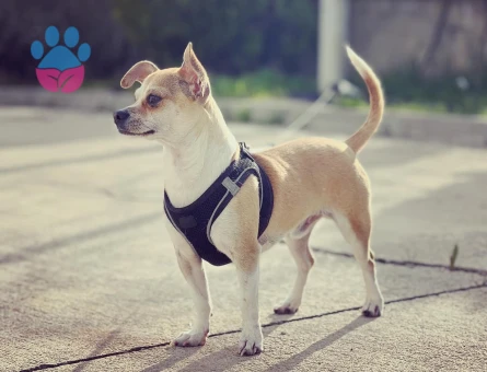 2,5 Yaşında Chihuahua