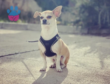 2,5 Yaşında Chihuahua