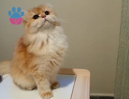 Dişi kedimize eş arıyoruz kendi cinsi önceliktir