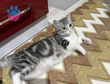 Tekir prenses Kedime Eş Arıyorum