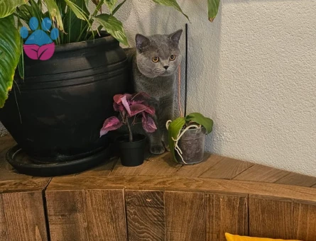 British Shorthair Erkek 1,5 Yaşında Eş arıyoruz