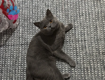 British Shorthair Erkek 1,5 Yaşında Eş arıyoruz