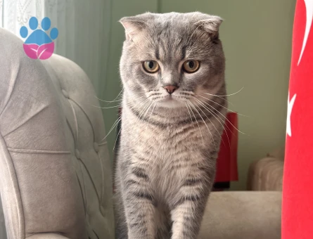 Scottish Fold Erkek kedim İçin Eş arıyoruz
