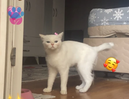 British 1,5 Yaşında Eş Arıyorum