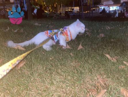 British 1,5 Yaşında Eş Arıyorum