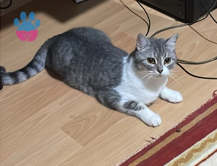 Bela Kızıma Damat Adayı