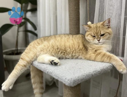 British Shorthair Oğluma Eş Arıyorum