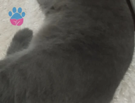 Scottish Fold 9 Aylık Kedime Eş Arıyorum