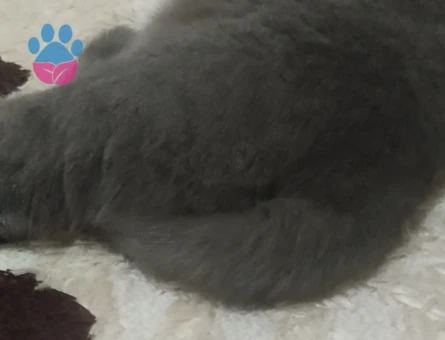 Scottish Fold 9 Aylık Kedime Eş Arıyorum