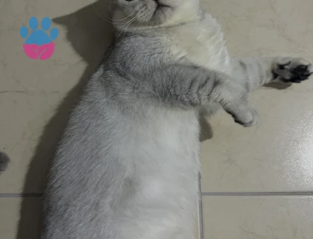 British Shorthair 1 Yaşında Eş Arıyor
