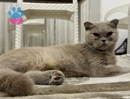 1 Yaşında Dişi Scottish Fold