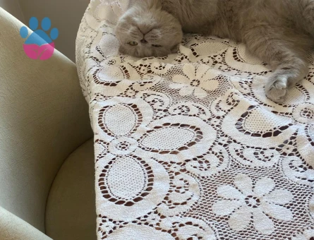 2 yaşındaki fold oğluma eş arıyorum