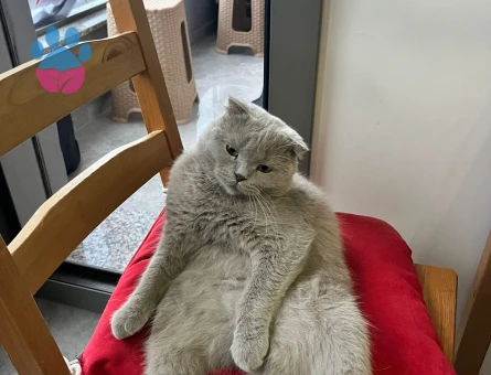 2 yaşındaki fold oğluma eş arıyorum