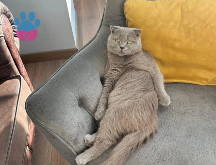 2 yaşındaki fold oğluma eş arıyorum