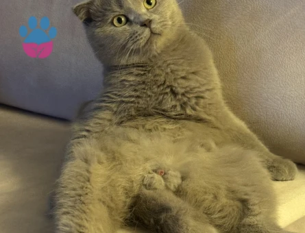 2 yaşındaki fold oğluma eş arıyorum