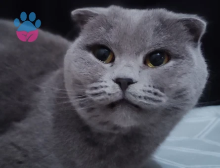 Kızımıza Erkek Arkadaş Arıyoruz.