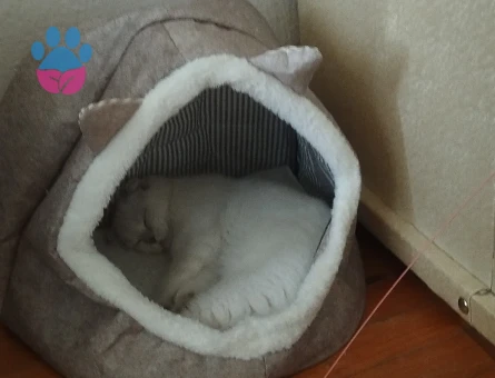 Scottish Fold 1 Yaşında Eş Arıyor