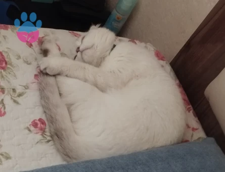 Scottish Fold 1 Yaşında Eş Arıyor